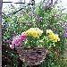 GARDEN FURNITURE - Hanging baskets and planters